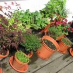 How to Plan a Small Garden for Your Balcony or Terrace - Dengard