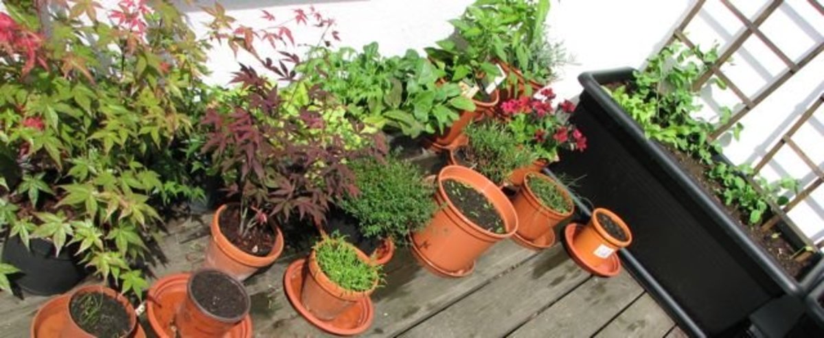 How to Plan a Small Garden for Your Balcony or Terrace - Dengard