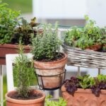 21 Balcony Garden Ideas for Beginners in Small Apartments | Garden .