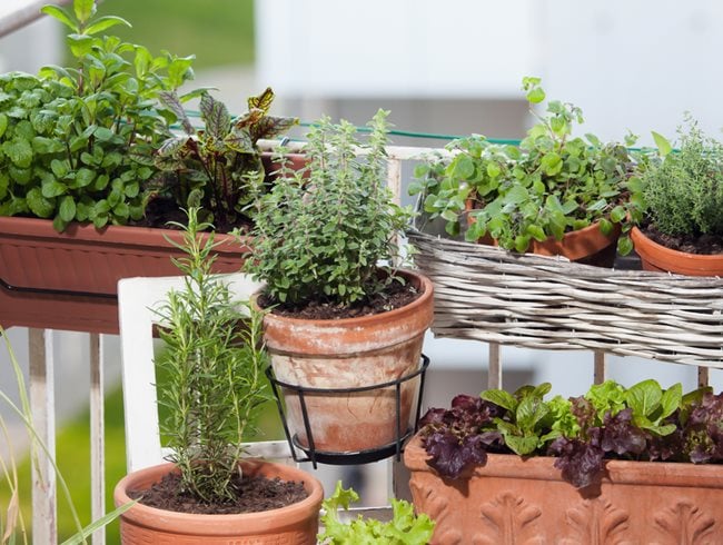 21 Balcony Garden Ideas for Beginners in Small Apartments | Garden .