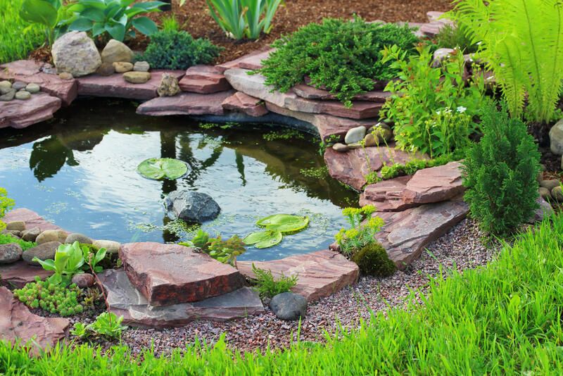 Best Small Pond Ideas for Your Garden | ShrubH