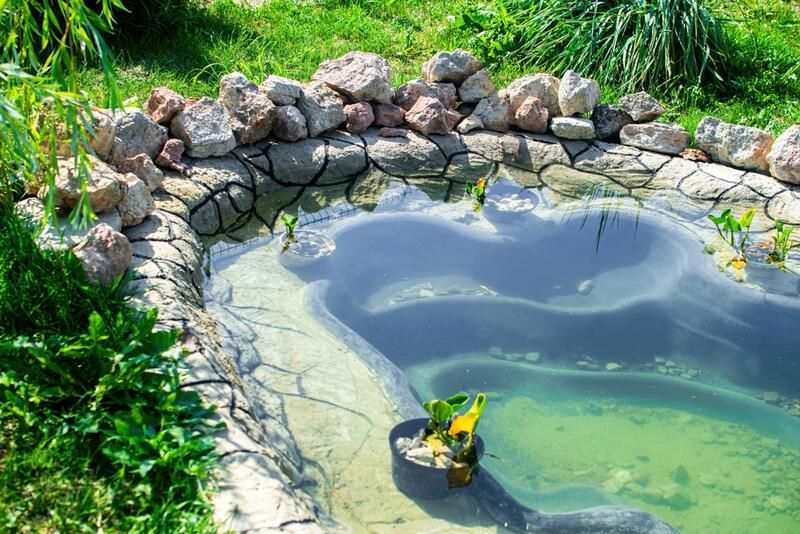 Best Small Pond Ideas for Your Garden | ShrubH