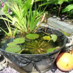 How to create a mini pond | The Wildlife Trus