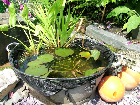 How to create a mini pond | The Wildlife Trus