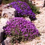 12 Plants for a Rock Garden | BBC Gardeners World Magazi