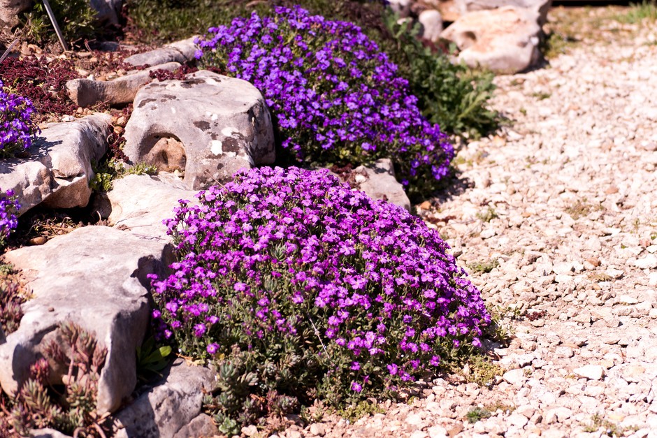 12 Plants for a Rock Garden | BBC Gardeners World Magazi