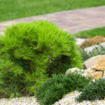 Dammann's Garden Company – ROCK GARDEN DESIGN: THE BEST PLANTS FOR .