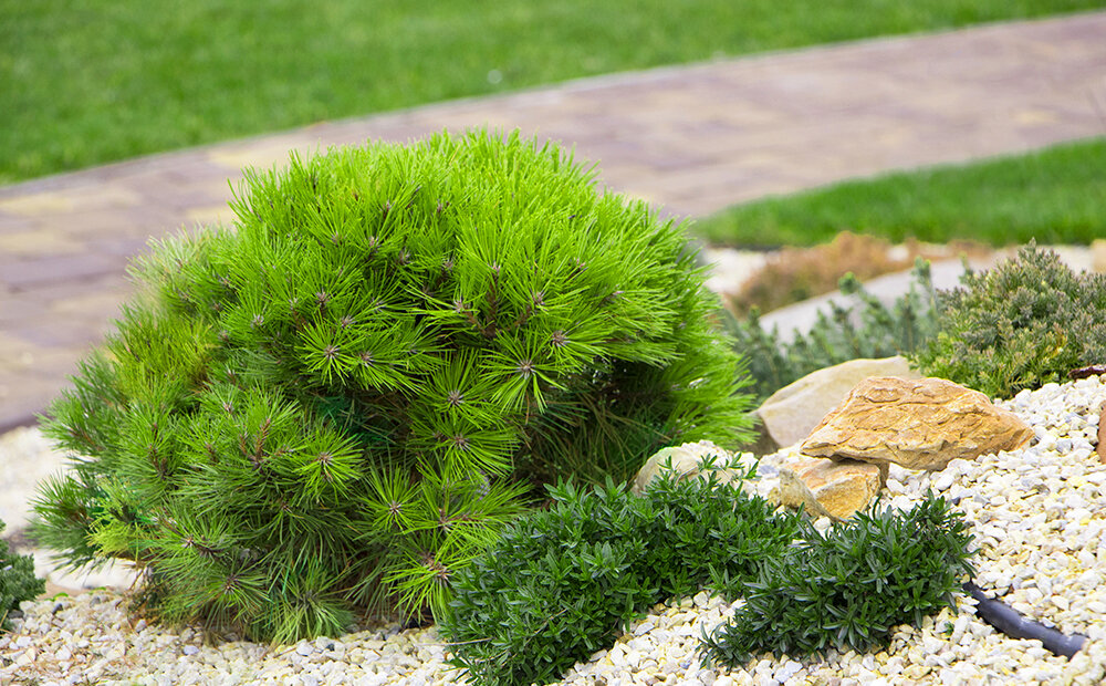 Dammann's Garden Company – ROCK GARDEN DESIGN: THE BEST PLANTS FOR .