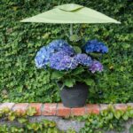 PLANT UMBRELLAS ADD BEAUTY TO YOUR POTTED PLANTS WHILE HELPING .