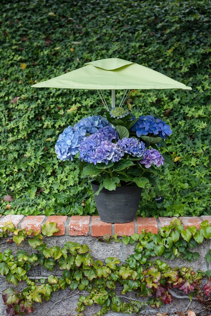 PLANT UMBRELLAS ADD BEAUTY TO YOUR POTTED PLANTS WHILE HELPING .