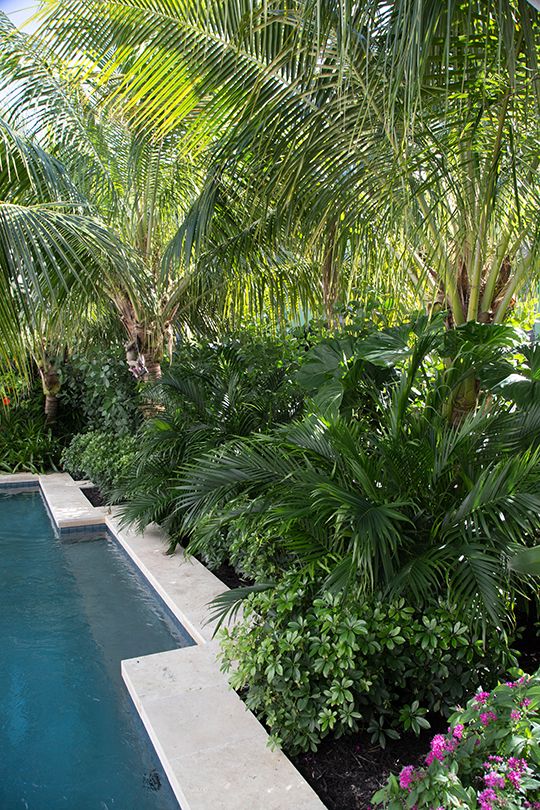 Tropical Garden | Tropical pool landscaping, Outdoor landscape .