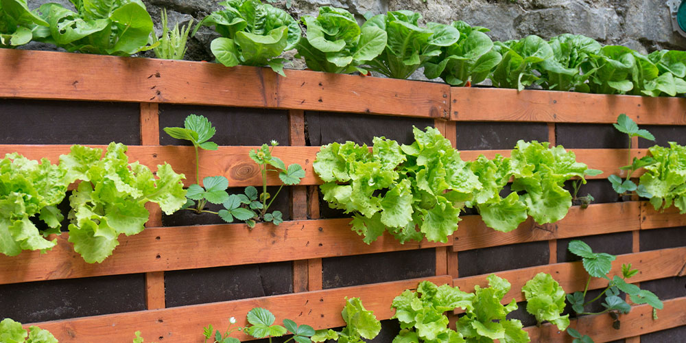 How to Design the Perfect Vegetable Garden Layout | Plant Perfe