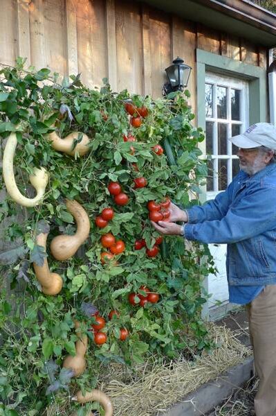 Vertical gardens appeal to urban green thumbs - CSMonitor.c