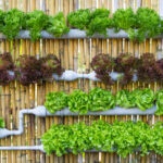 Your Full Guide to Growing A Vertical Vegetable Garden – Outland .